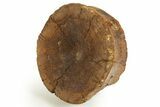 Fossil Ichthyosaur (Brachypterygius) Vertebra - England #316877-2